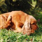 Cocker Spaniel dog scratching its ear indoors due to allergies, highlighting common signs of dog allergies in a home setting.