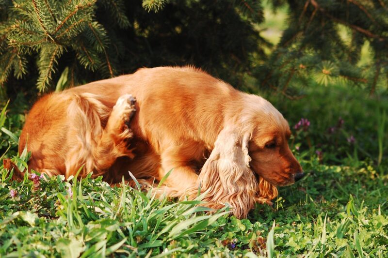 Does Your Dog Keep Scratching? Here’s Why