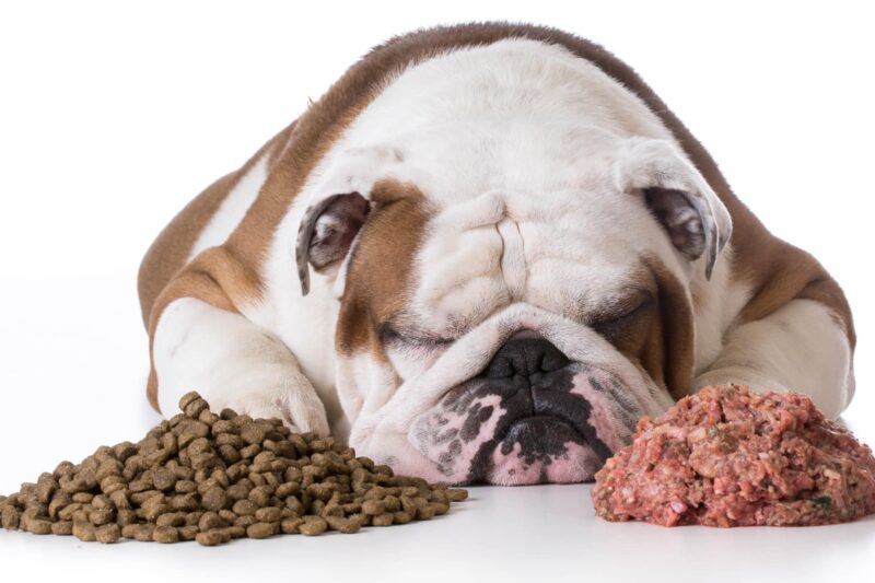 Raw vs. Kibble: Which Diet Is Best for Your Dog’s Health?