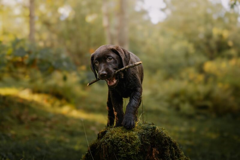 How to Train a Puppy: The 10-Week Crash Course Every New Owner Needs